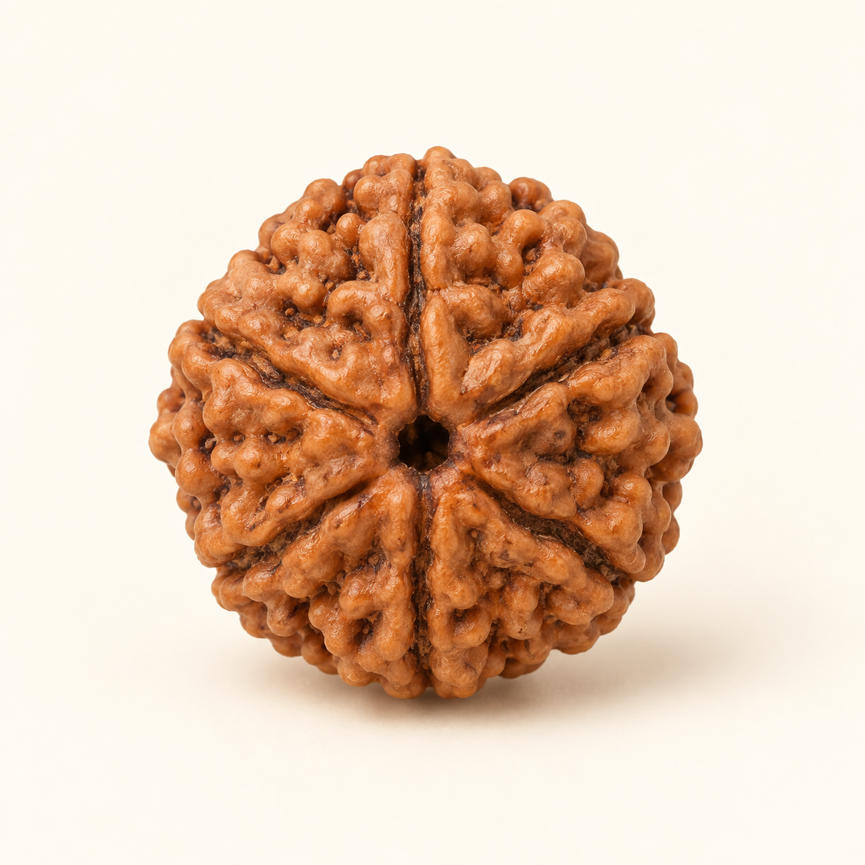 6 Mukhi Rudraksha