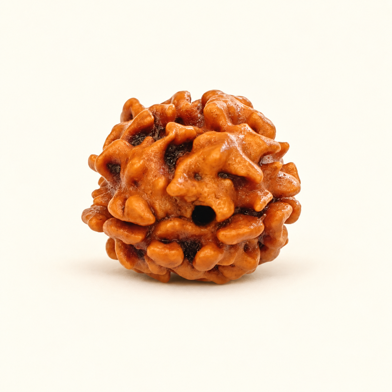 2 Mukhi Rudraksh (Haridwar)