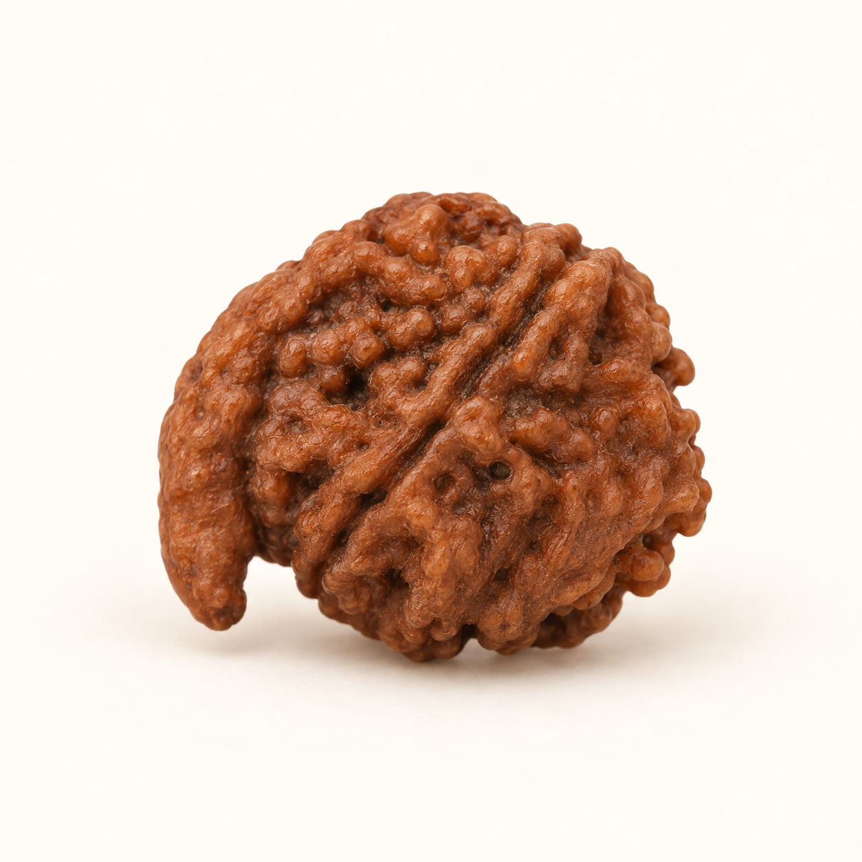 Ganesh Rudraksha