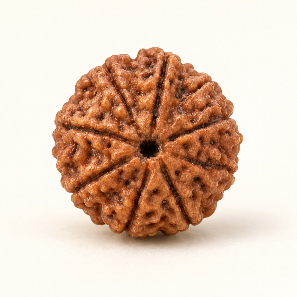 8 Mukhi Rudraksha
