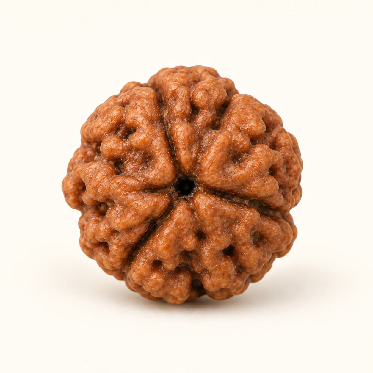 3 Mukhi Rudraksha