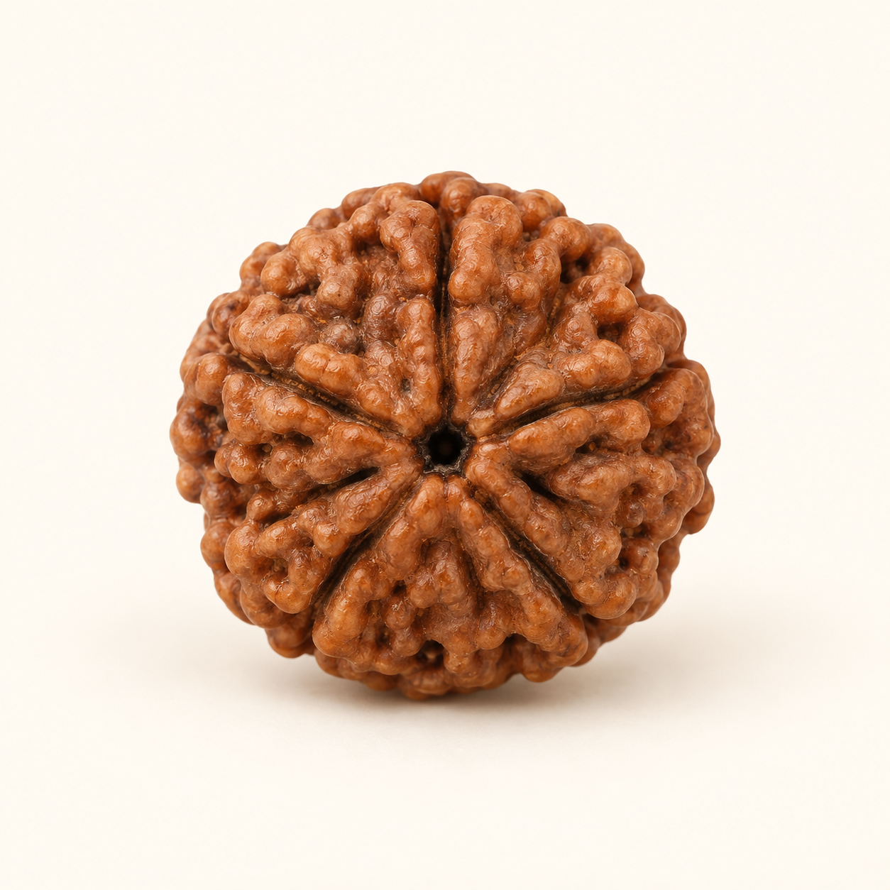 5 Mukhi Rudraksha