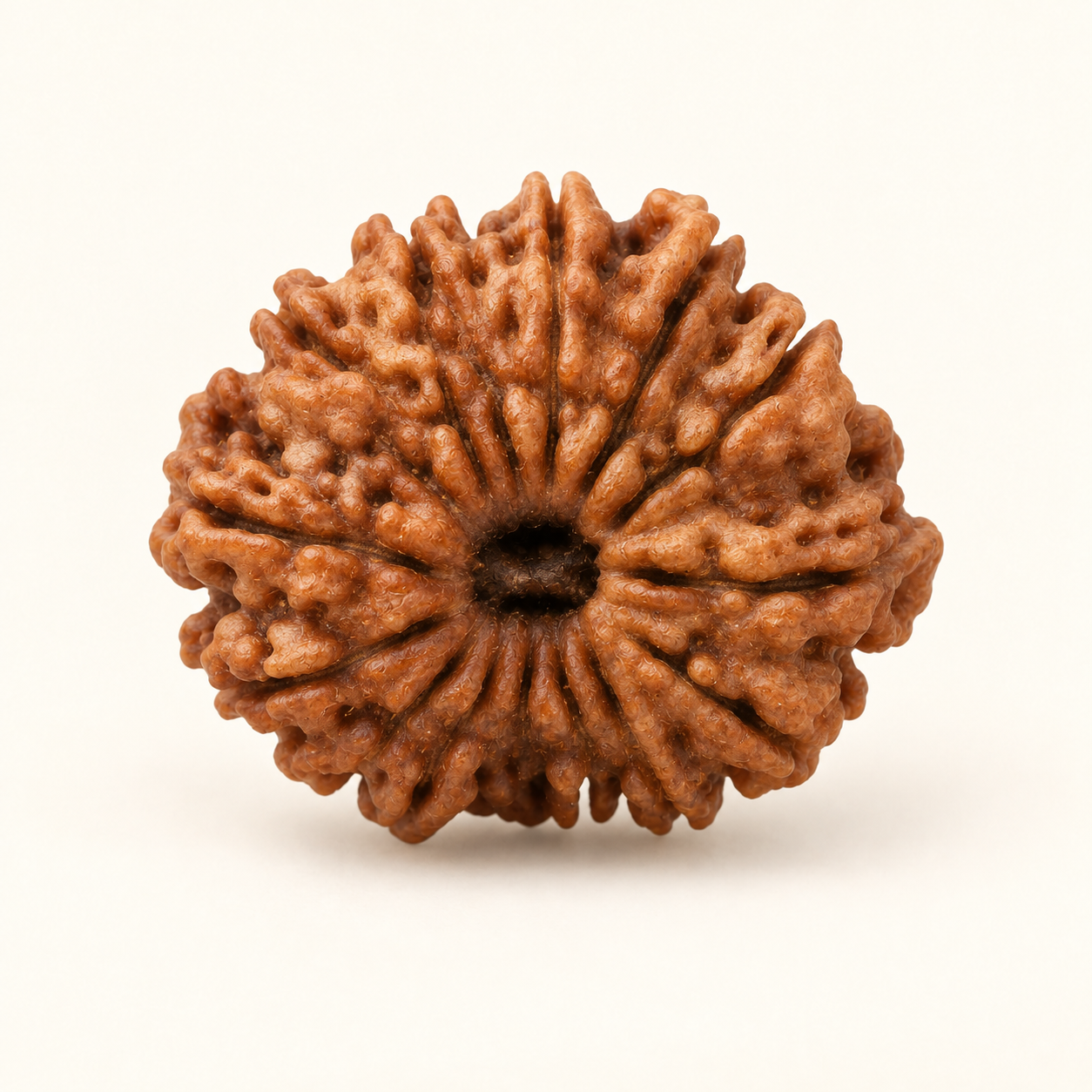 15 Mukhi Rudraksha