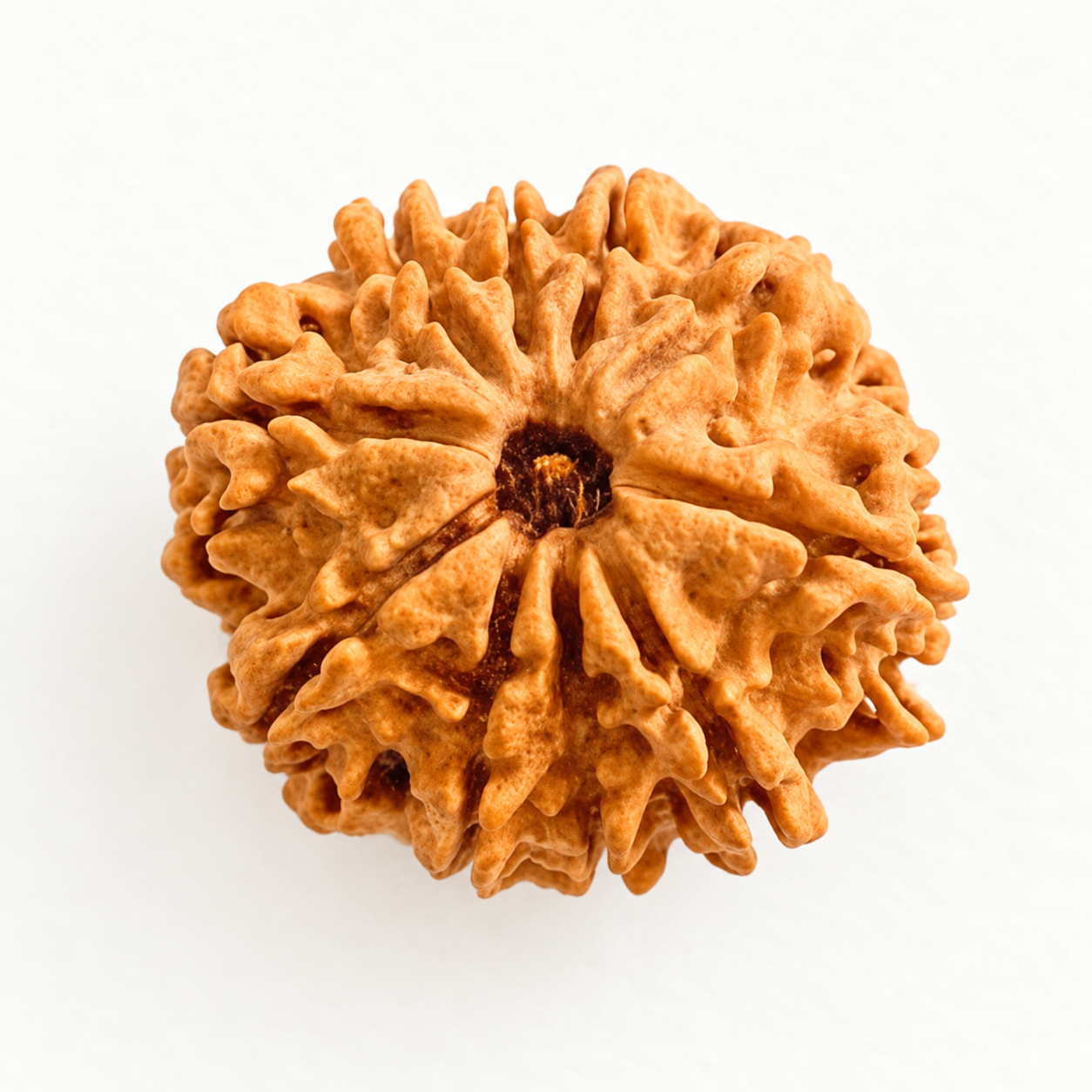 10 Mukhi Rudraksha