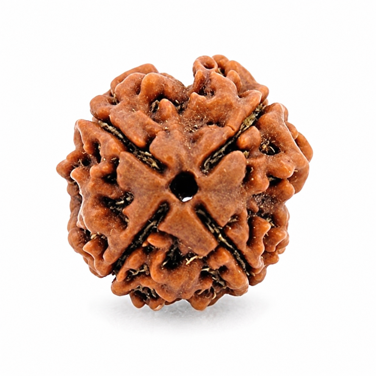 4 Mukhi Rudraksha