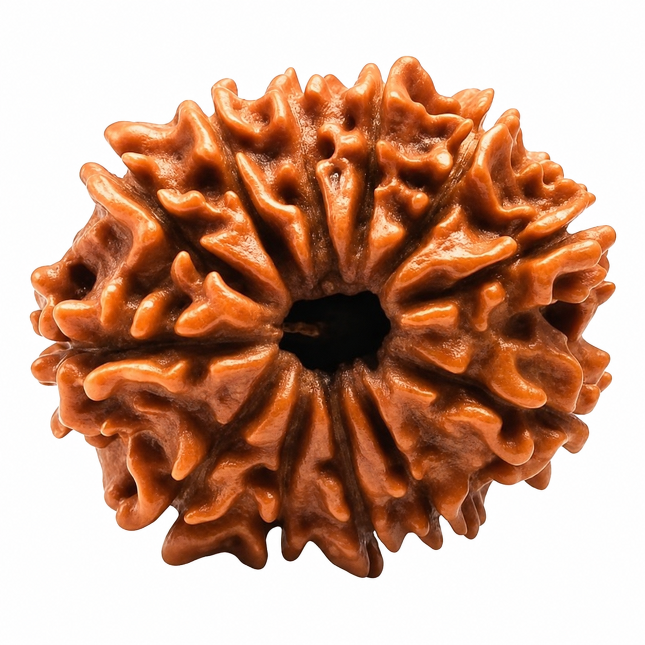 12 Mukhi Rudraksha
