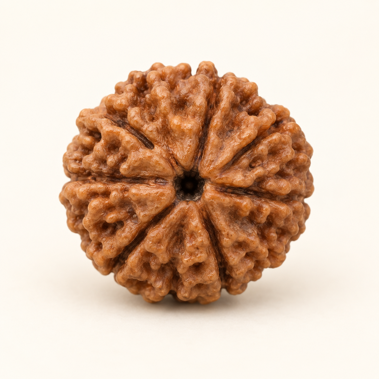 7 Mukhi Rudraksha