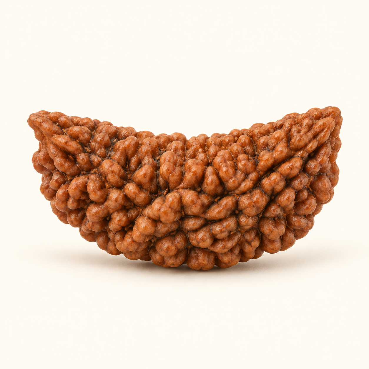 1 Mukhi Rudraksha