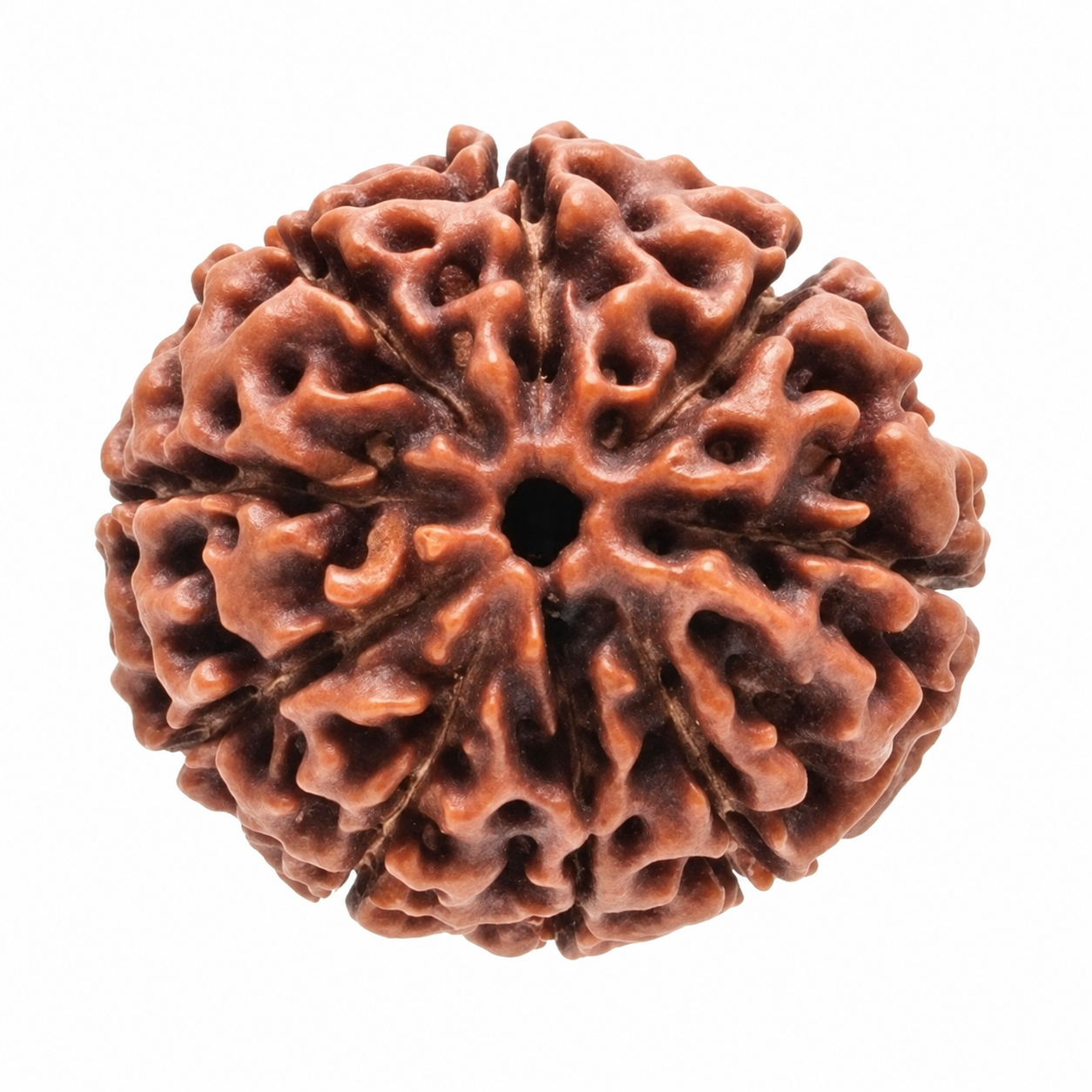 9 Mukhi Rudraksha