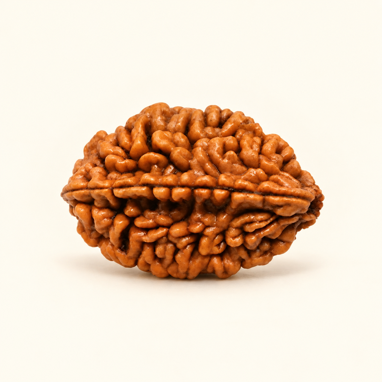 2 Mukhi Rudraksha (Nepali)