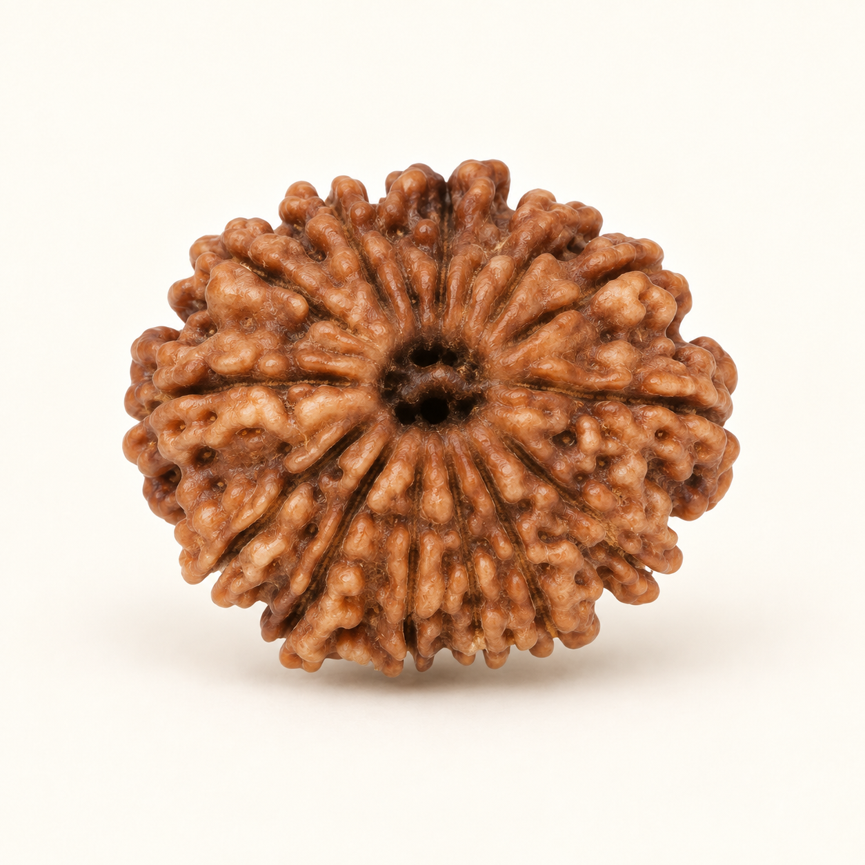 14 Mukhi Rudraksha