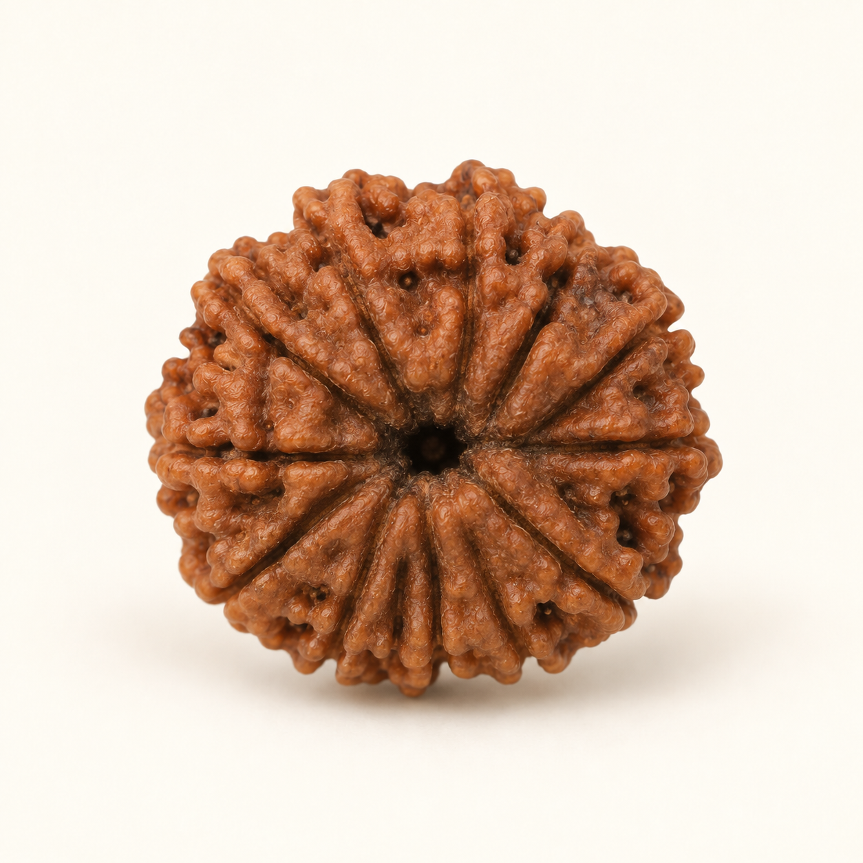 11 Mukhi Rudraksha